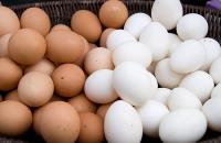 Egg Farmers of Ontario image 2